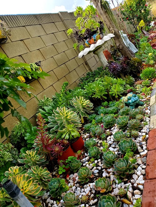 Succulent garden bed ideas 5