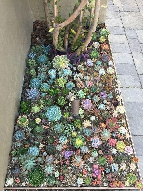 New Succulent garden bed ideas 1