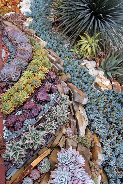 New Succulent garden bed ideas 3