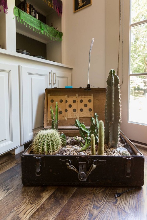 Best succulent garden in antique items 2