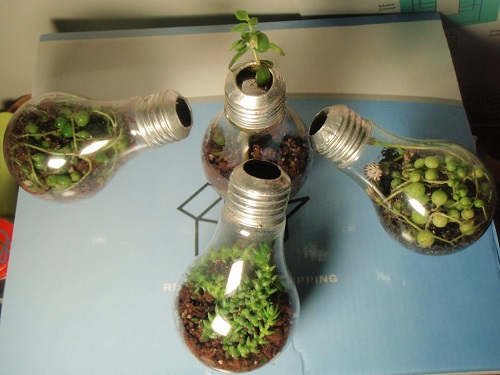 Succulent Light Bulb Planter 8