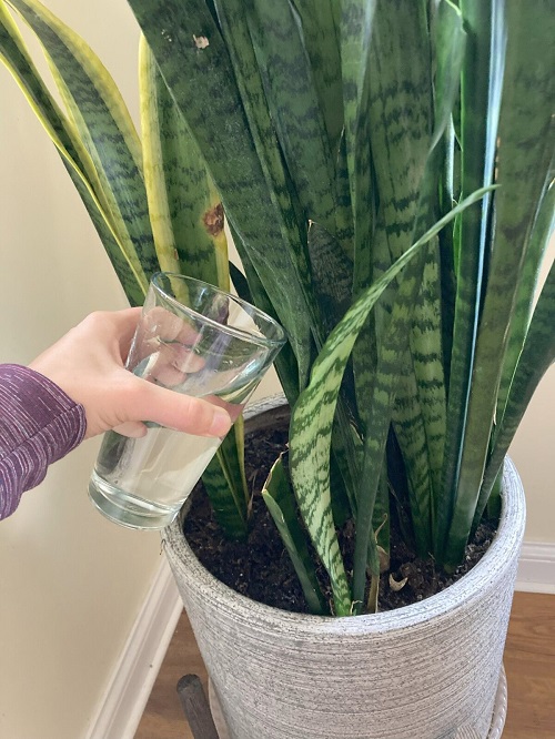 Water a Snake Plant with Potato Water
