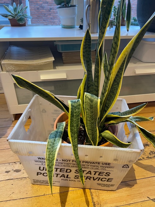Drooping or Leaning Leaves of snake plant