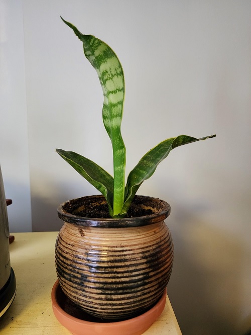 10 Hidden Signs Your Snake Plant Is Crying for Help
