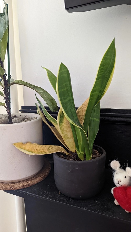 Hidden Signs Your Snake Plant Is Crying for Help