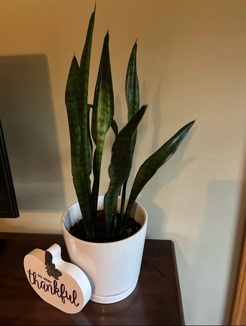 snake plant Curling or Folding of Leaves