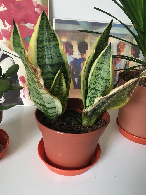 snake plant Brown Tips or Edges