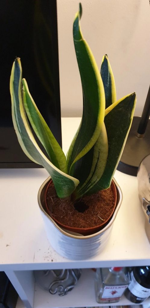 Soggy Soil Growing Medium snake plant