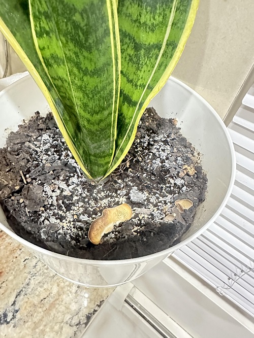 Bad Smell From The Soil of snake plant