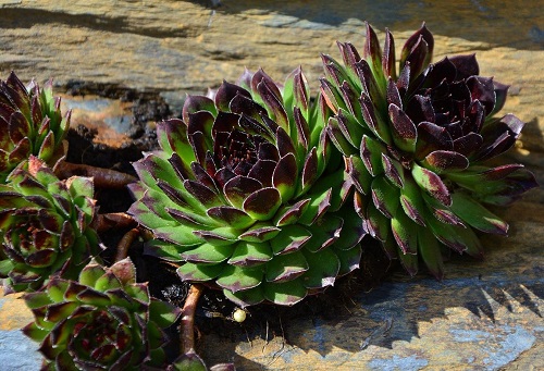 Stunning Dark Purple and Black Sempervivums 2