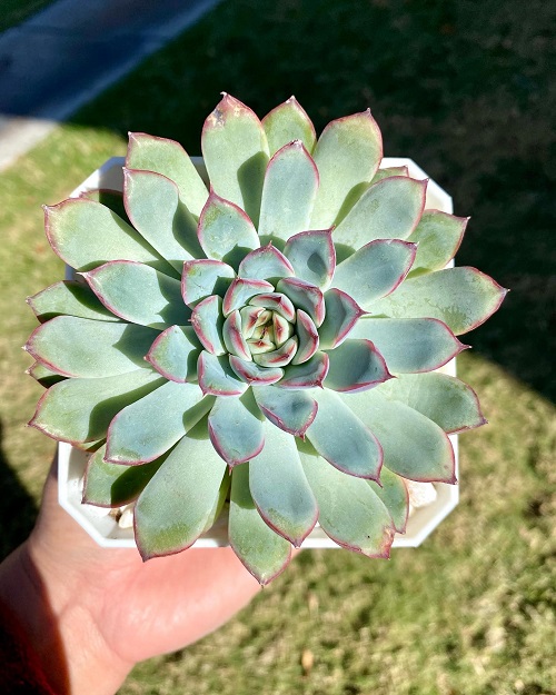 Succulents With Red Tips 4