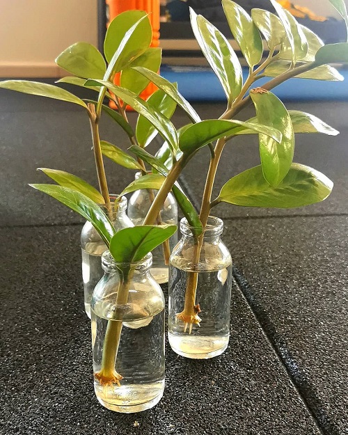  Techniques Grow a ZZ Plant in Water Forever 8