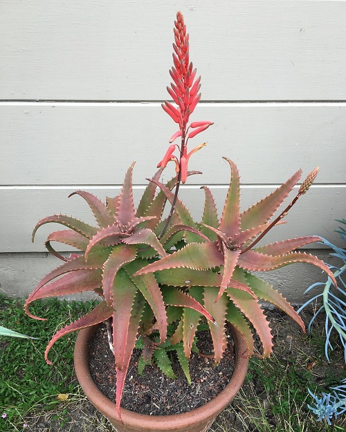 Stunning succulents With Red Tips 1