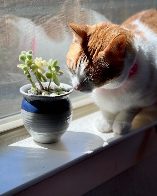 bear paw succulent for cats