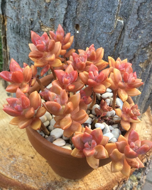 Best Succulents With Red Tips 3