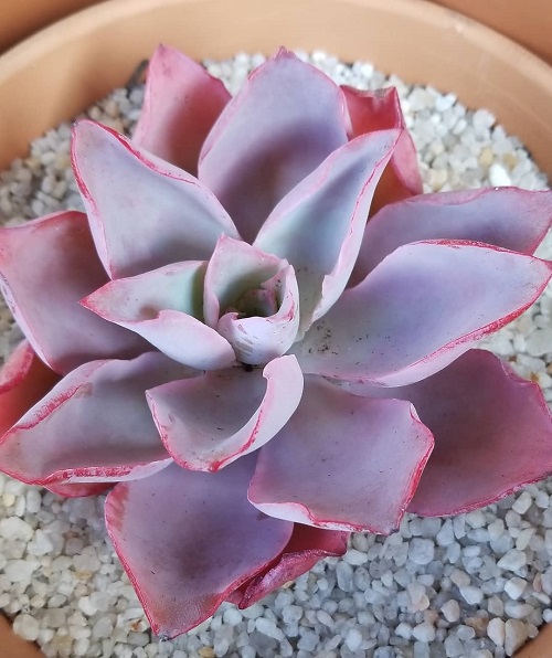 stunning Succulents With Red Tips 5