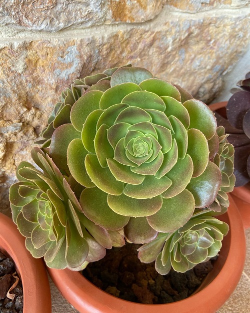 stunning Succulents With Red Tips 4