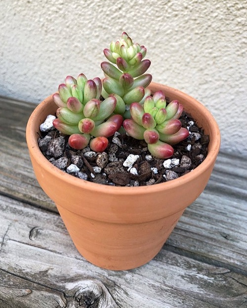 Succulents With Red Tips 5