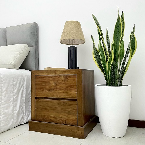 Snake Plants in Bedrooms 1