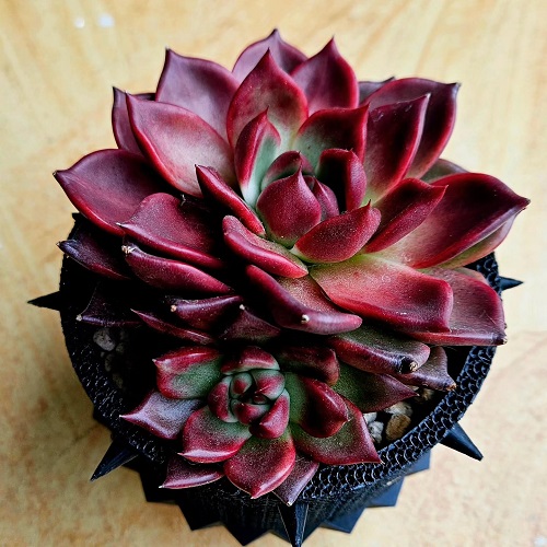 Best Succulents With Red Tips 1