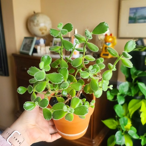 bear paw succulent for pets