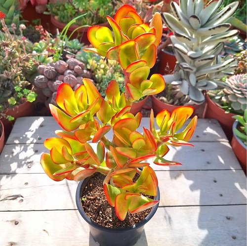 Succulents With Red Tips 3