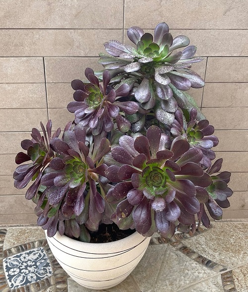 stunning Succulents With Red Tips 2