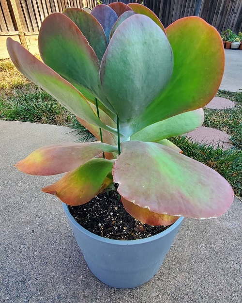 Best Succulents With Red Tips 4