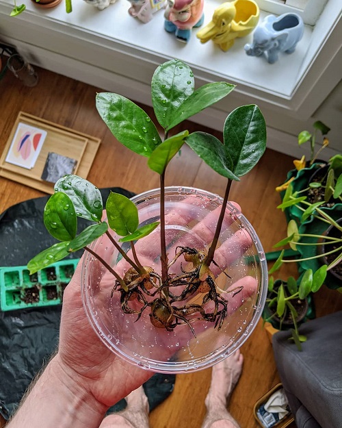  Techniques Grow a ZZ Plant in Water Forever 1