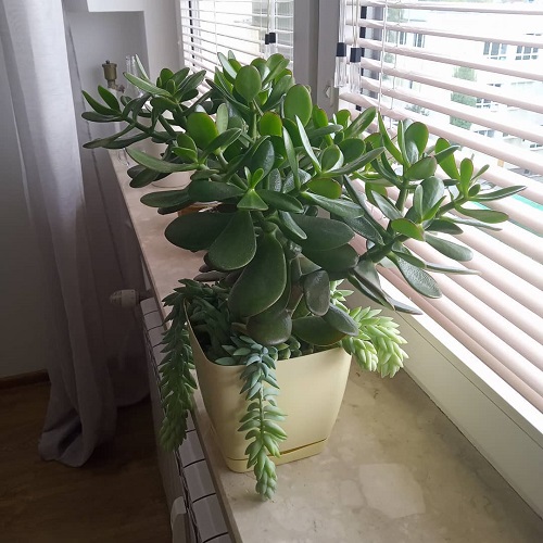 Jade Plant Flower 2