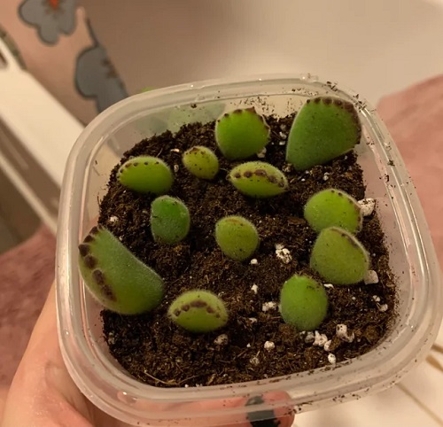 Succulents That Grow From Leaves 11