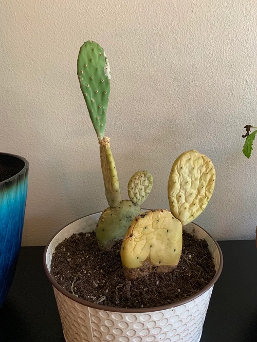 Why Cactus Pads Turn Yellow and How&nbsp;to&nbsp;Save&nbsp;Them 1