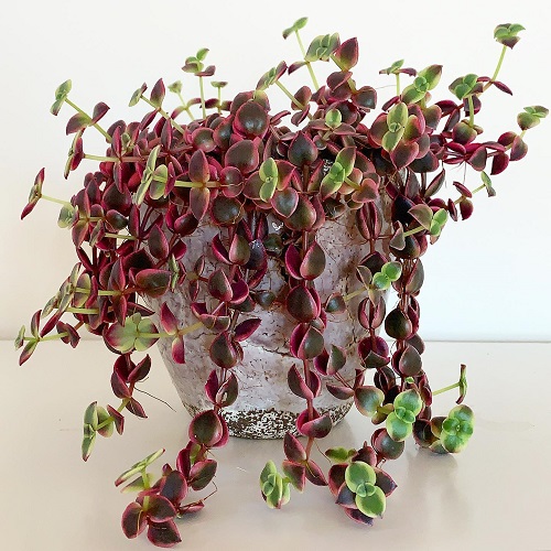 Beautiful Spilling Succulents 7