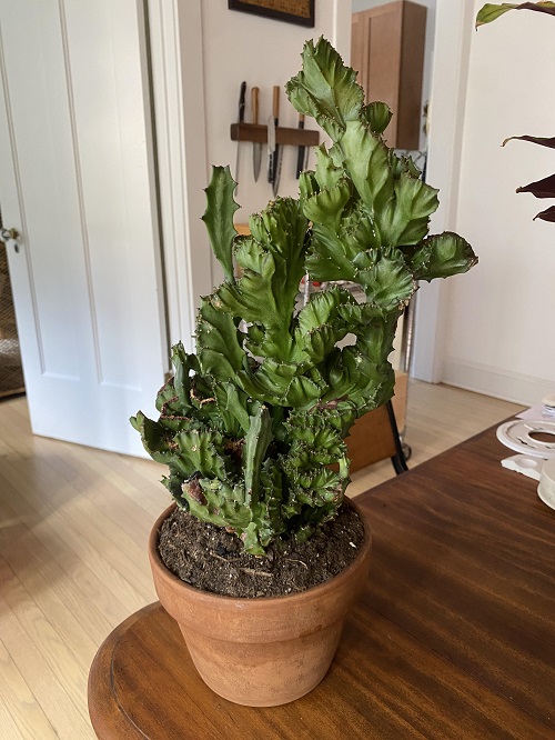 Succulents That Do Not Look Like Succulent