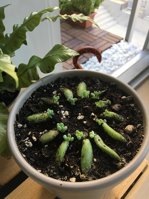 Succulents That Grow From Leaves2