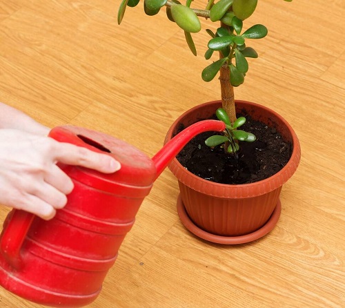 Jade Plant Flower 4
