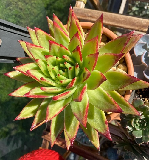 Best Succulents With Red Tips 1