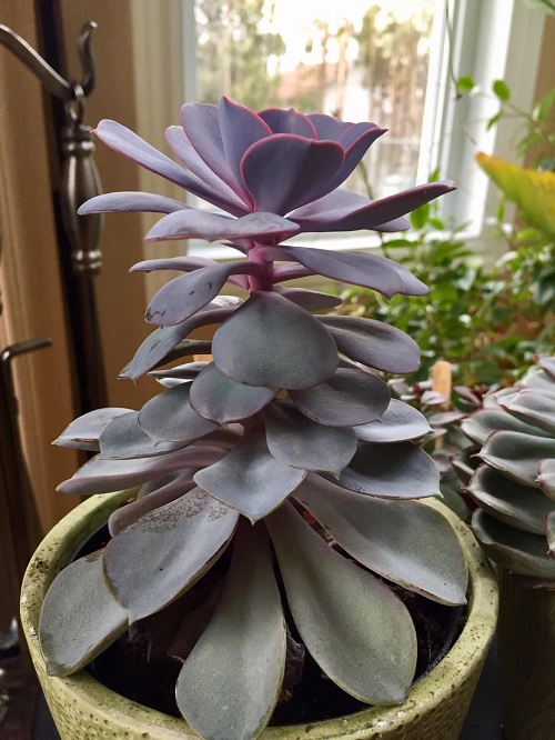 Reasons Why Your Echeveria Stretches-And How to Fix It