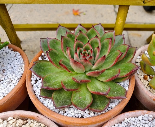 Succulents With Red Tips 1