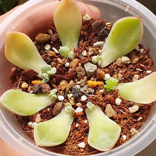 Succulents That Grow From Leaves 4