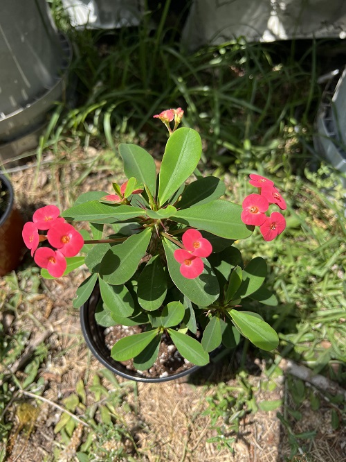 Crown of Thorns bushier 2