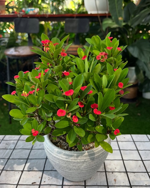  Crown of Thorns bushier 1