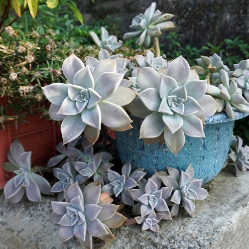 Ghost Plants