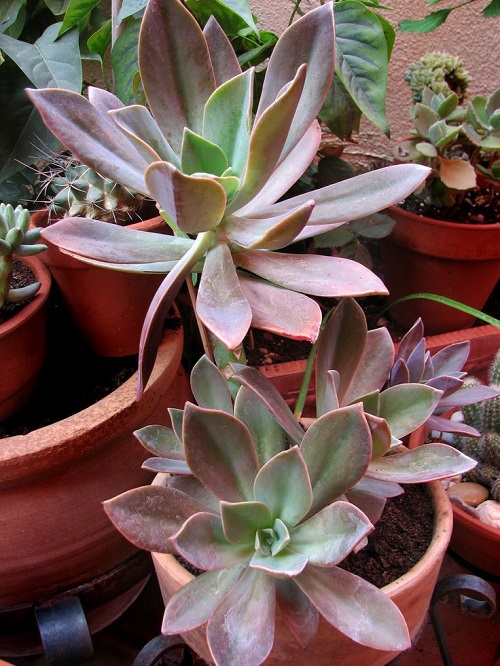 stunning Succulents With Red Tips 3