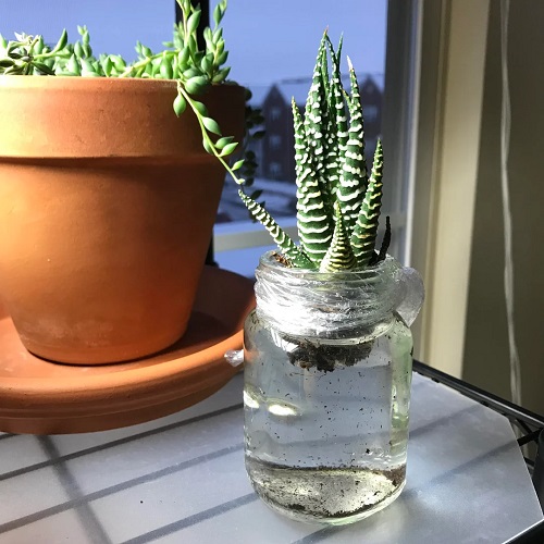 Haworthia in water