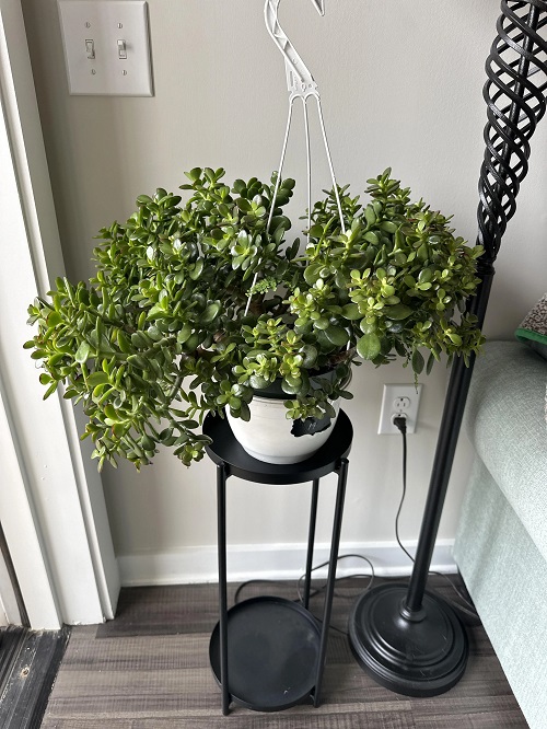 Jade Plant Arrangements  1