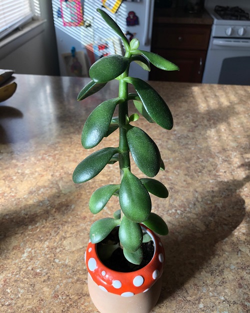 Stunning Jade Plant Arrangements 5