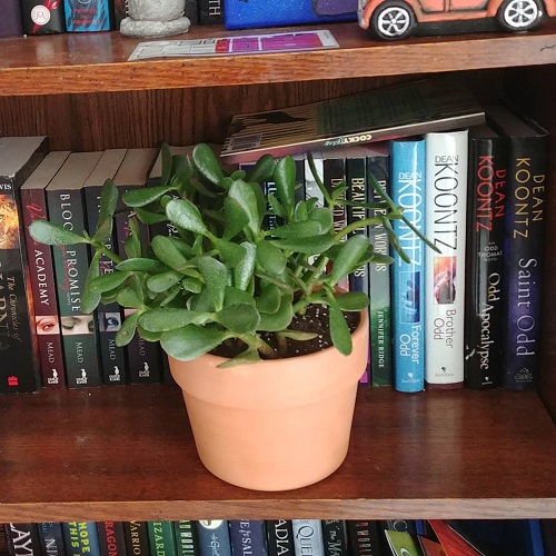 Stunning Jade Plant Arrangements 7