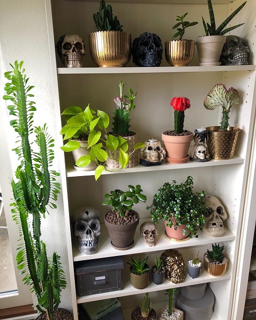 Stunning Jade Plant Arrangements 8