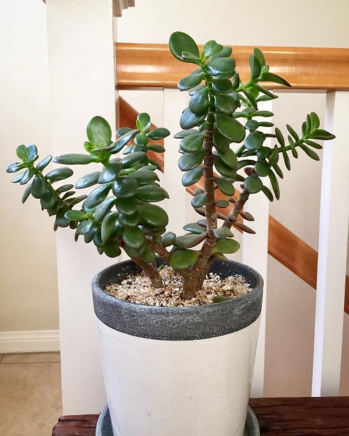 Best Jade Plant Arrangements 1